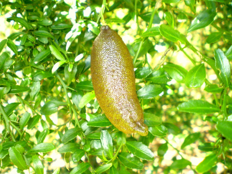 finger lime o limone caviale 