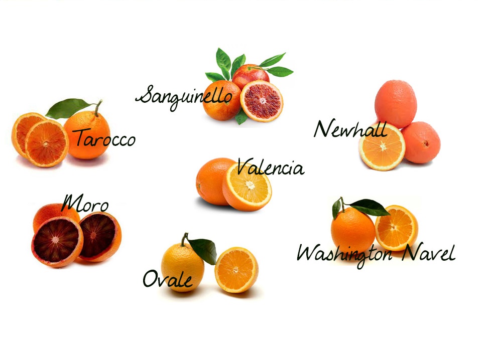 Fascinating Calabria: the Oranges perfume – SMAF Ltd